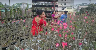 ফরিদপুরে ‘মরুর গোলাপ’ চাষে ব্যাপক সাড়া